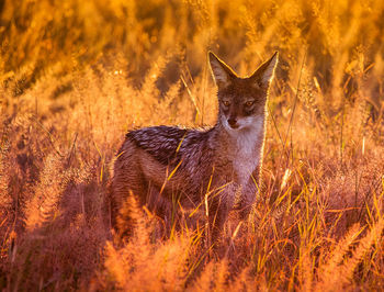 View of a wild animal on field