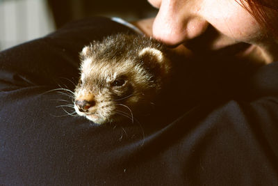 Ferret held by the owner close-up