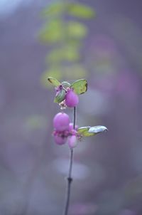 Close-up of pink flowers blooming outdoors