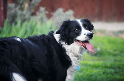 Border collie standing on field 