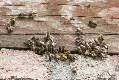 High angle view of bee on wood