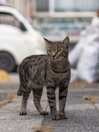 Portrait of cat sitting outdoors