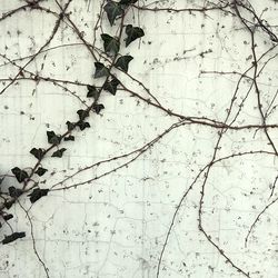 Full frame shot of tree