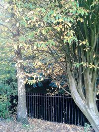 Plant growing on fence