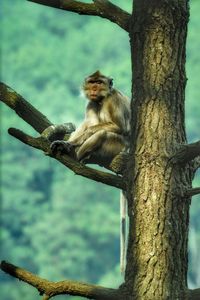 Monkey sitting on tree trunk