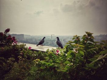 Scenic view of birds perching on tree against sky