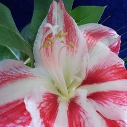 Close-up of pink rose flower