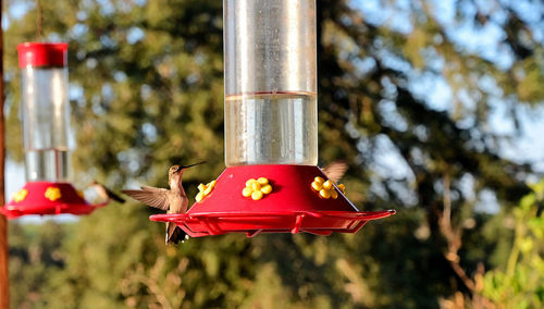 Low angle view of red bird feeder