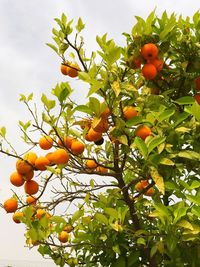 Close-up of orange tree against sky