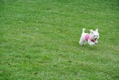 Dog relaxing on grassy field