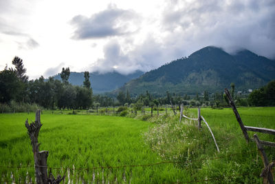 Scenic view of field against sky