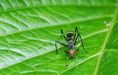 Close-up of insect on leaf