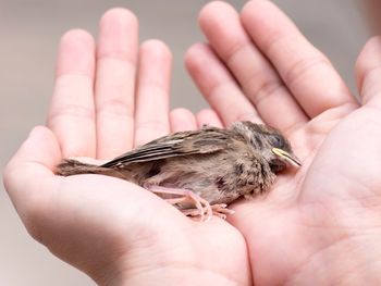 Close-up of a hands holding dead baby sparrow