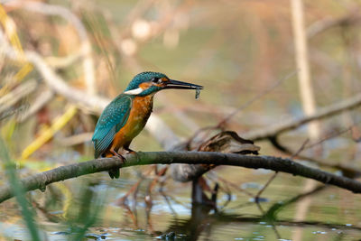 Bird perching on a branch