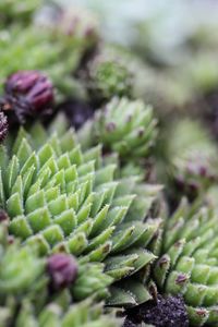 Close-up of fresh cactus plant