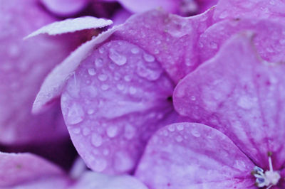 Close-up of wet purple flower blooming outdoors