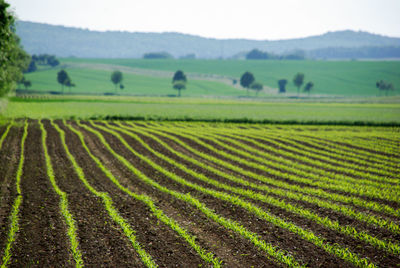 Scenic view of agricultural field against sky