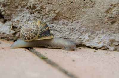 Close-up of lizard on ground