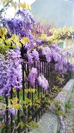 Close-up of purple flowers