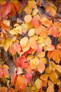 Close-up of autumn leaves