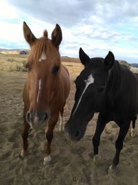 Horses standing on field against sky