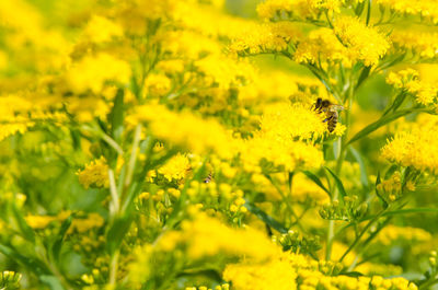 Bees collect honey from yellow flowers on a sunny summer day.