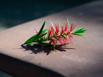 Close-up of pink flower on table