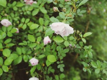 Close-up of white flowers blooming outdoors