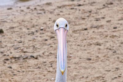 Close-up of a bird on sand