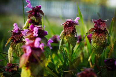 Close-up of purple flowers blooming outdoors