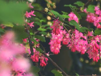 Close-up of pink flowers blooming outdoors