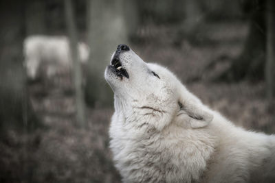 Close-up of howling arctic wolf 