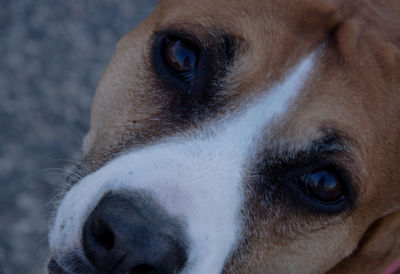 Portrait of dog on street