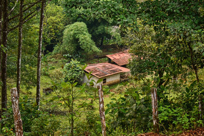 Plants and trees on field in forest