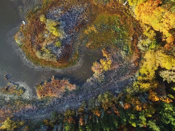 High angle view of autumn trees in lake