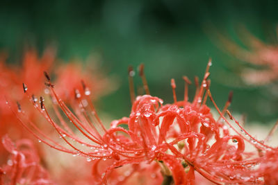 Close-up of wet red flower