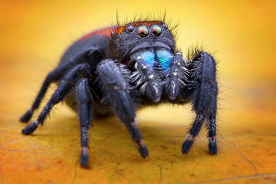 Close-up of spider