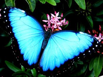 Close-up of butterfly on plant