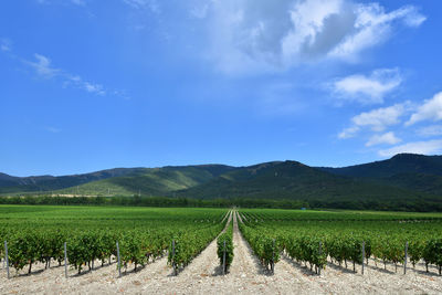 Scenic view of agricultural field against sky