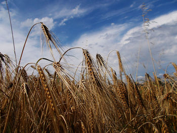 Close-up of wheat plants on field against sky