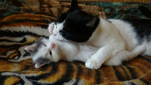 Cat sleeping on bed