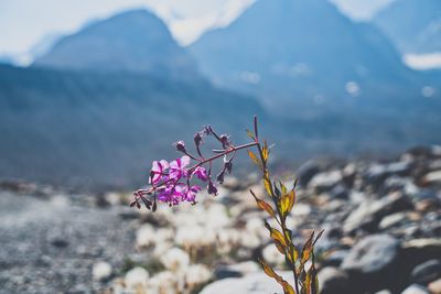 Close-up of plant against mountain