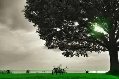 Scenic view of grassy field against sky