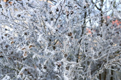 Close-up of snow on tree