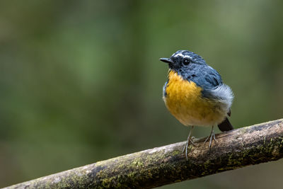 Close-up of bird perching on branch