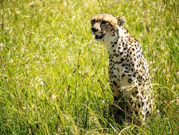 Meerkat on grass