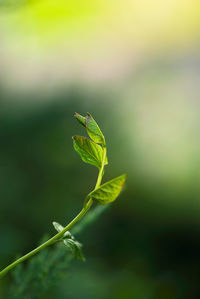 Close-up of insect on leaf