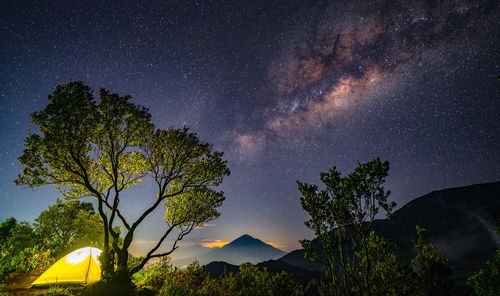 Low angle view of trees against sky at night