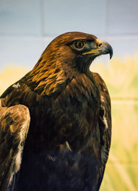 Close-up portrait of golden eagle against backdrop