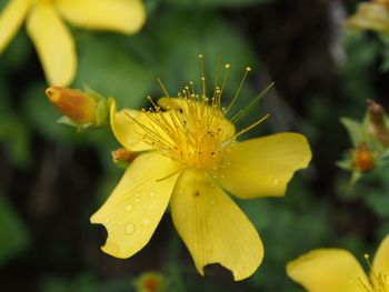 Close-up of yellow flowering plant